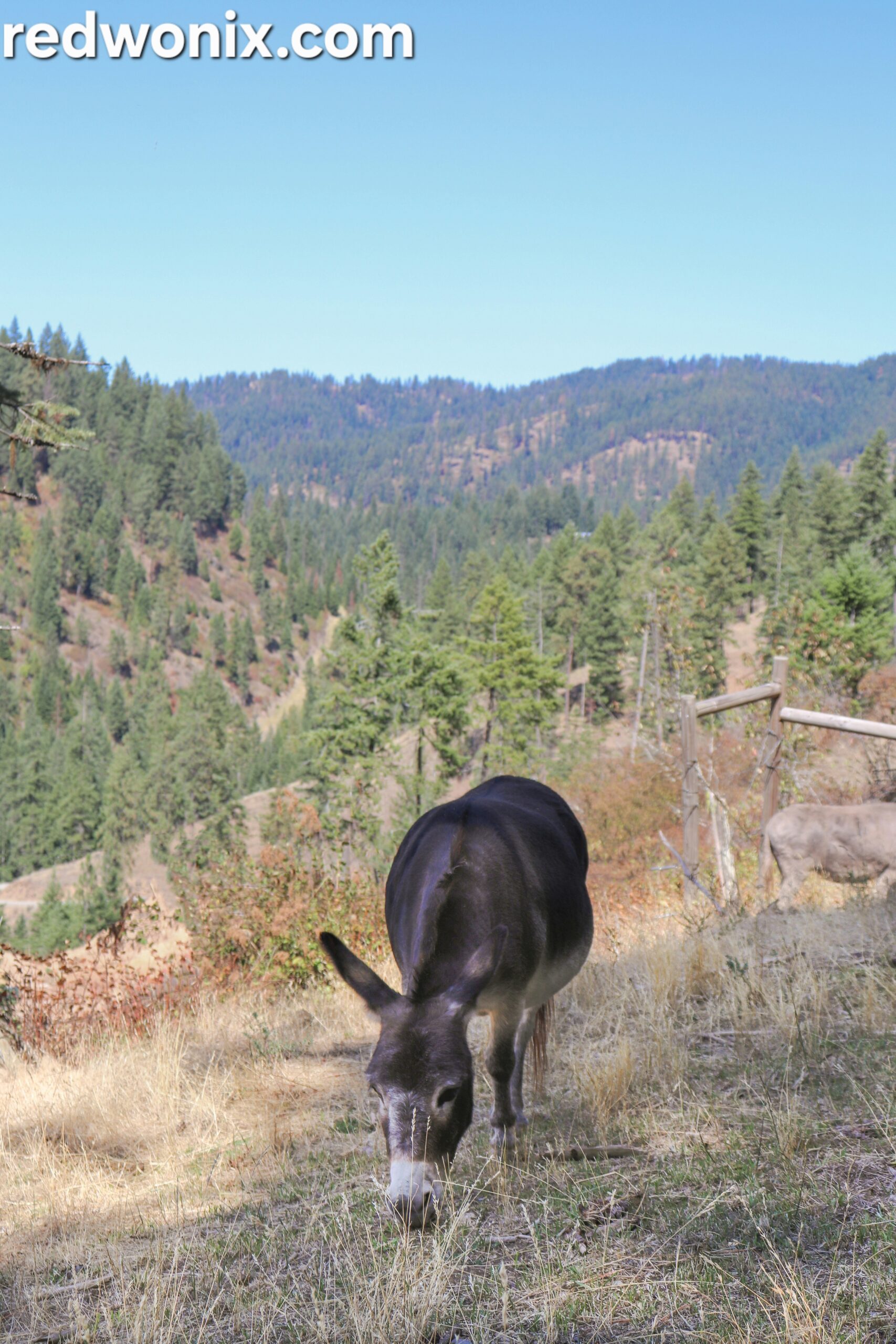 The Donkey’s Triumph: Shaking Off the Dirt
